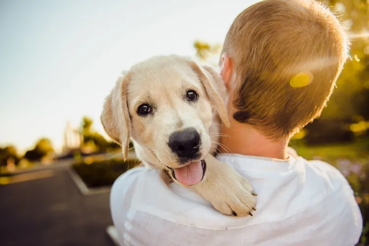 Which dog breeds are allowed to fly with you? Traveling with a dog tips