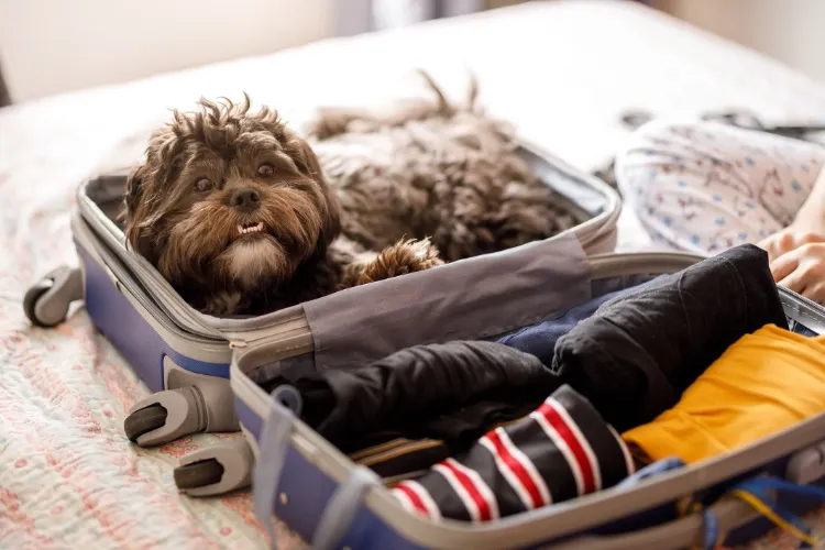 Traveling with a dog, what to look out for, entry regulations for dogs in Europe