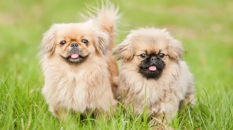 flying with a dog tips on which dog breeds are allowed to fly