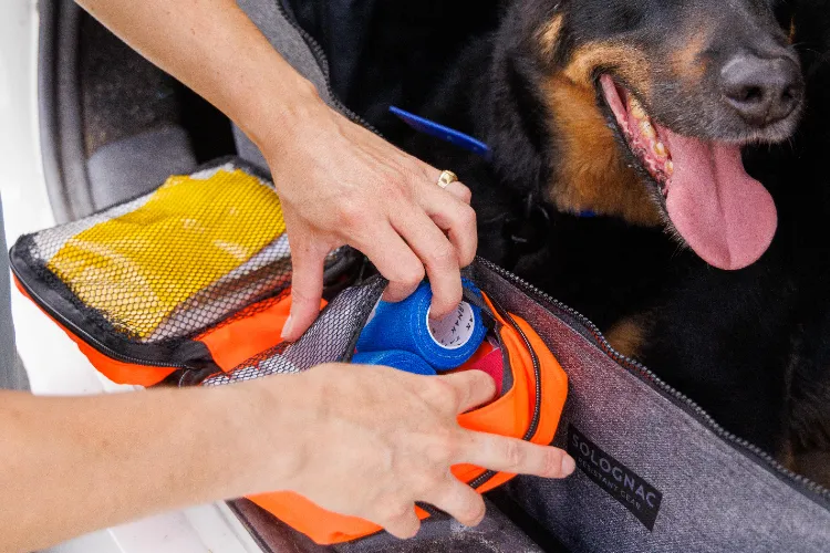 Pharmacy box for dogs what comes in it traveling with a dog tips