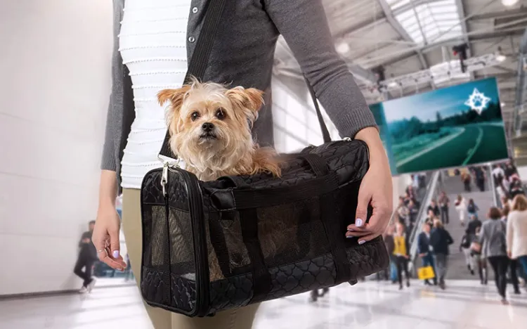 Flying with a dog, what to pay attention to, tips for traveling with a pet