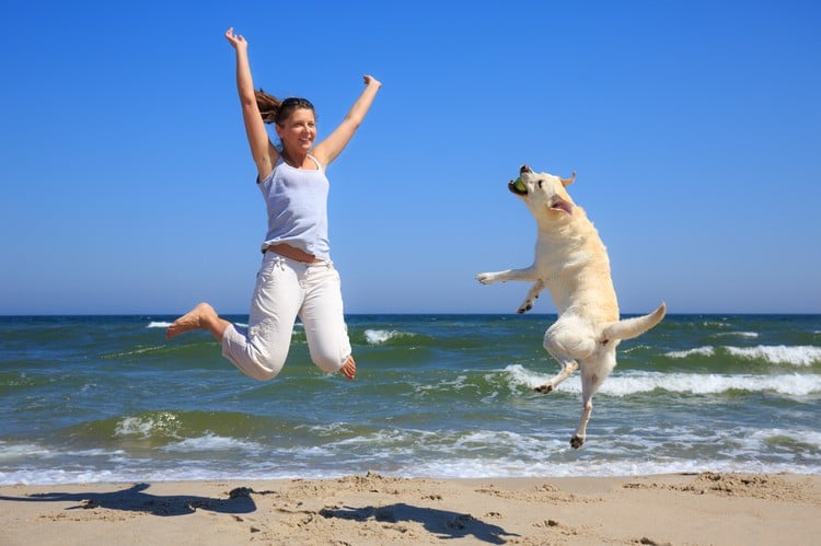 Holidays in Holland by the sea tips dog-friendly beaches Europe