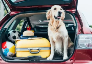 Read more about the article Traveling with a dog: Helpful tips and information for a stress-free vacation with your four-legged friend!