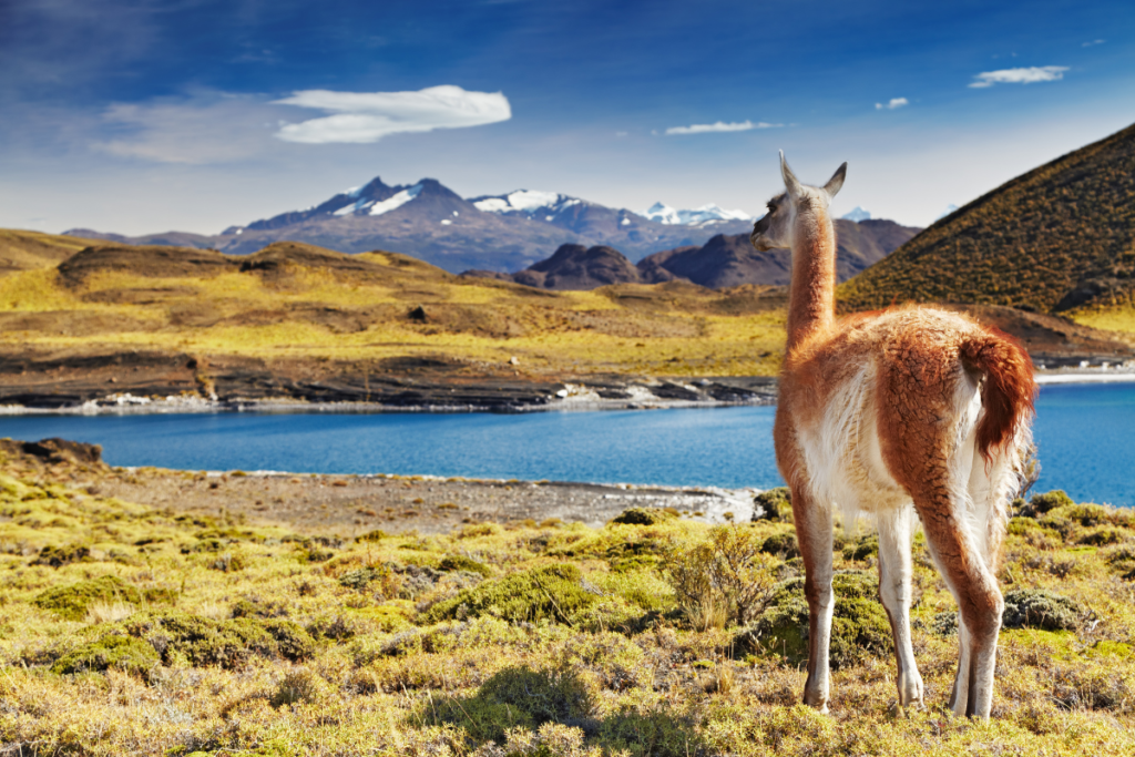 What is the cheapest month to travel to Chile?