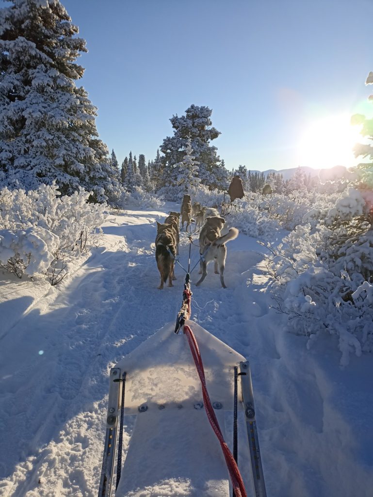 In Search of the Northern Lights